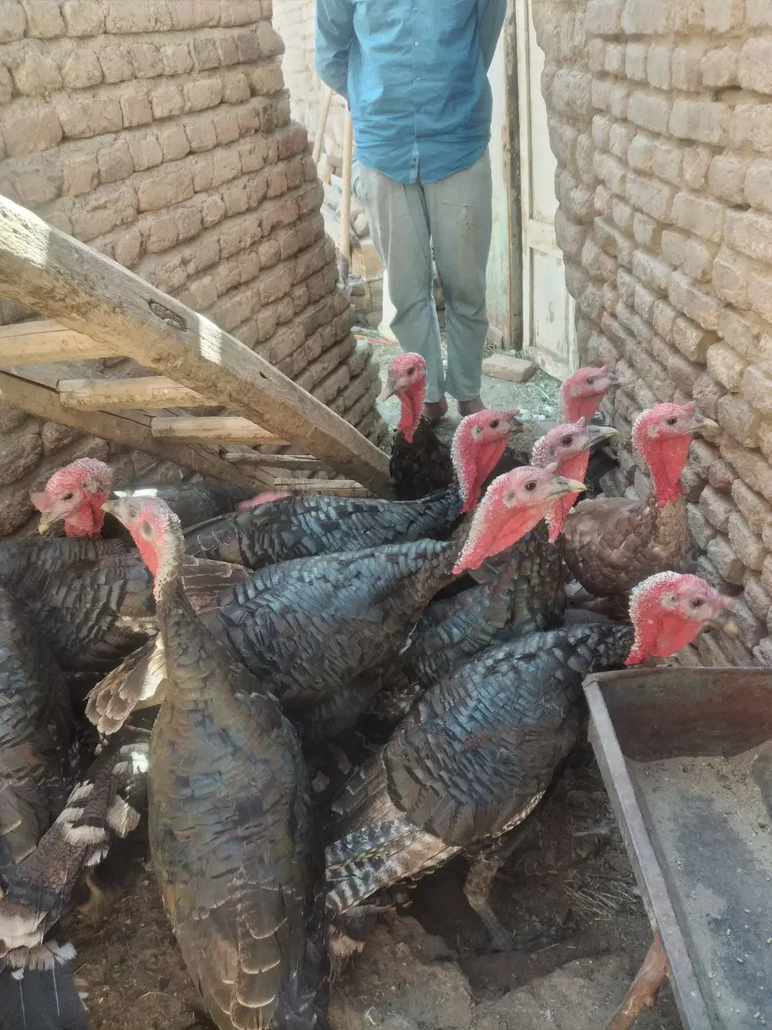 ده،عددبوقلمون،نرروستای|حیوانات مزرعه|خسروشاه, |دیوار