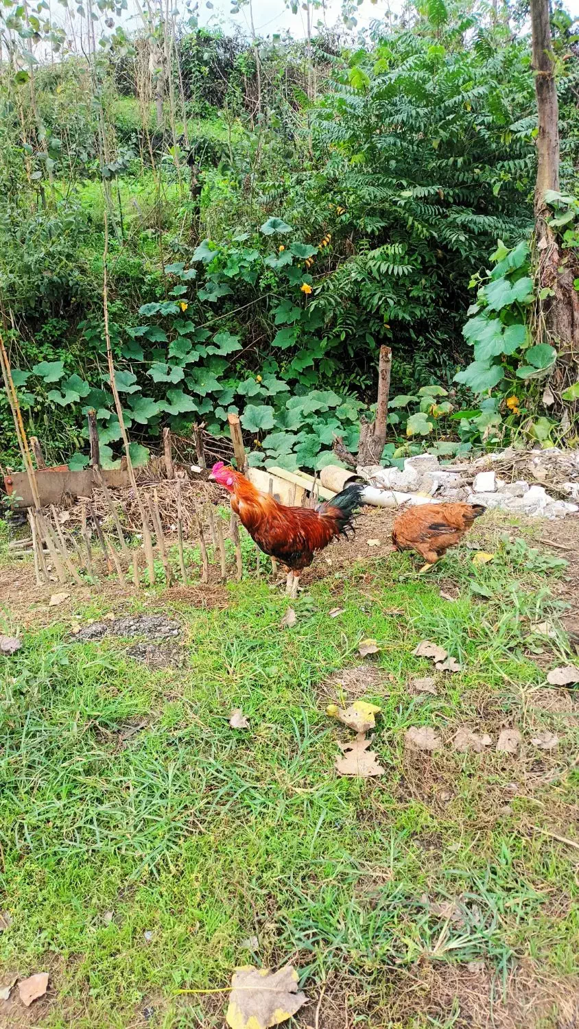 مرغ و خروس لاری|حیوانات مزرعه|رشت, لاکان شهر|دیوار