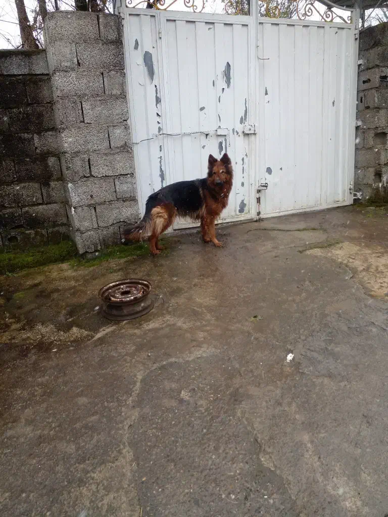 سگ ژرمن|سگ|رحیمآباد, |دیوار