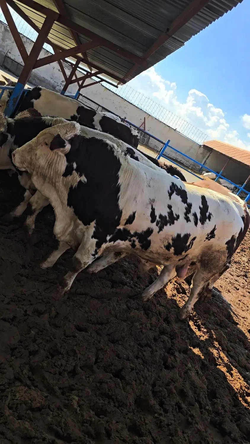 گوساله سیمنتال چاق|حیوانات مزرعه|کوهدشت, |دیوار