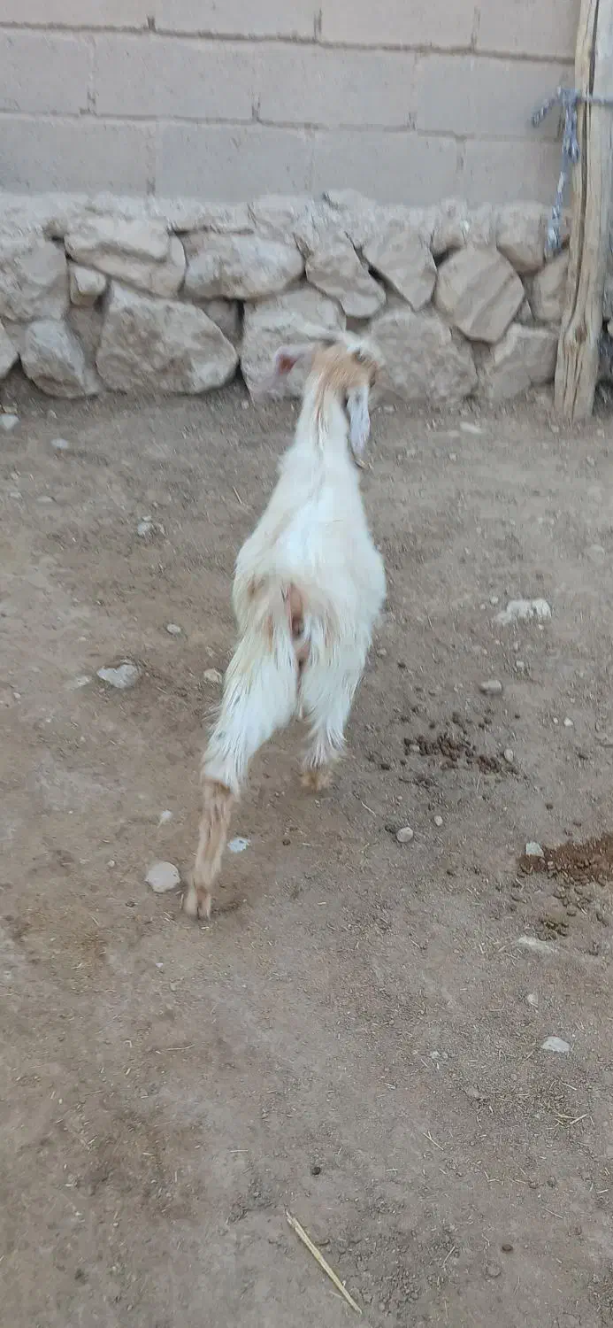 یه دونه کهره نر قیمت ۵۷۰۰|حیوانات مزرعه|داراب, |دیوار