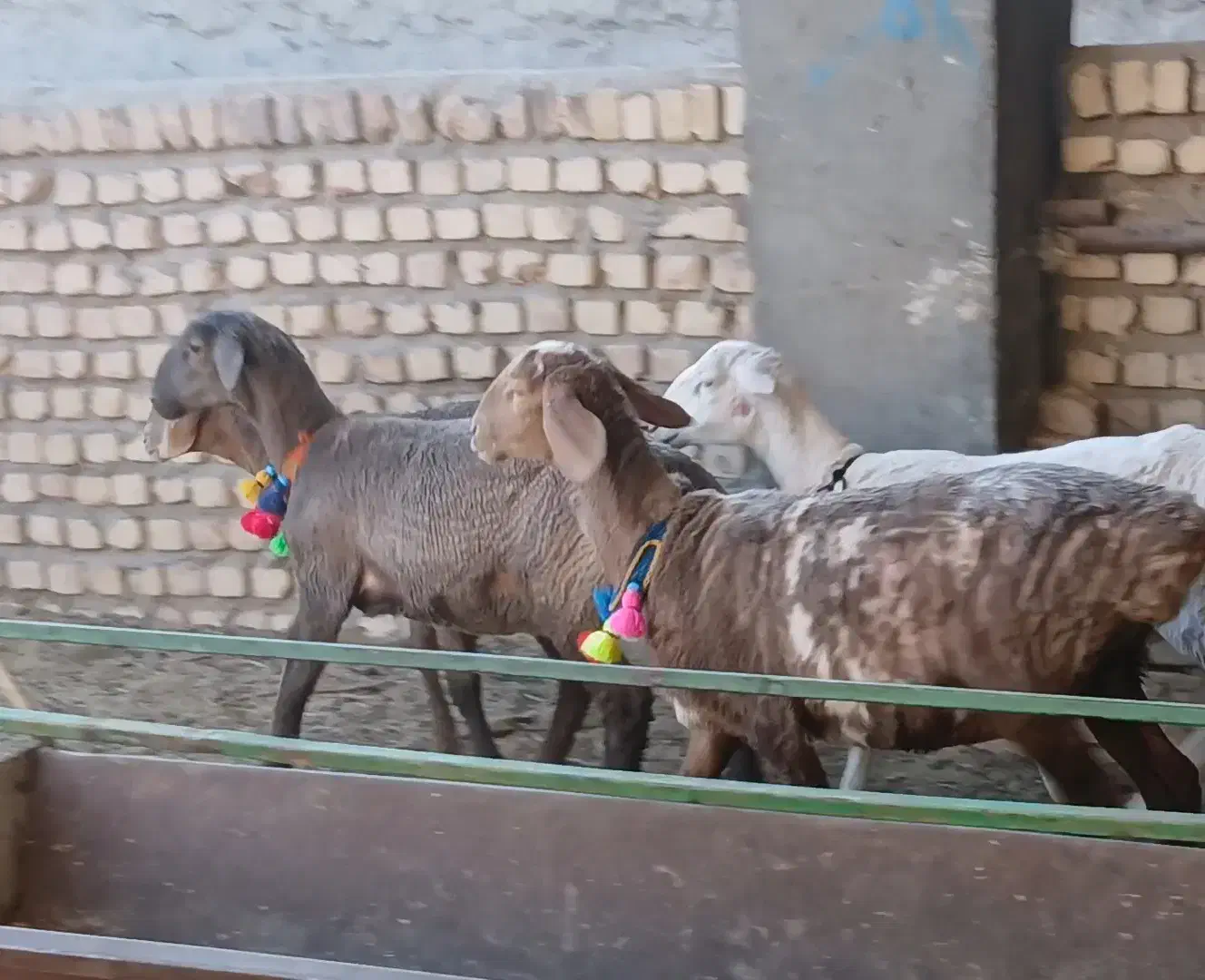 بره ماده چینی|حیوانات مزرعه|کاشمر, |دیوار