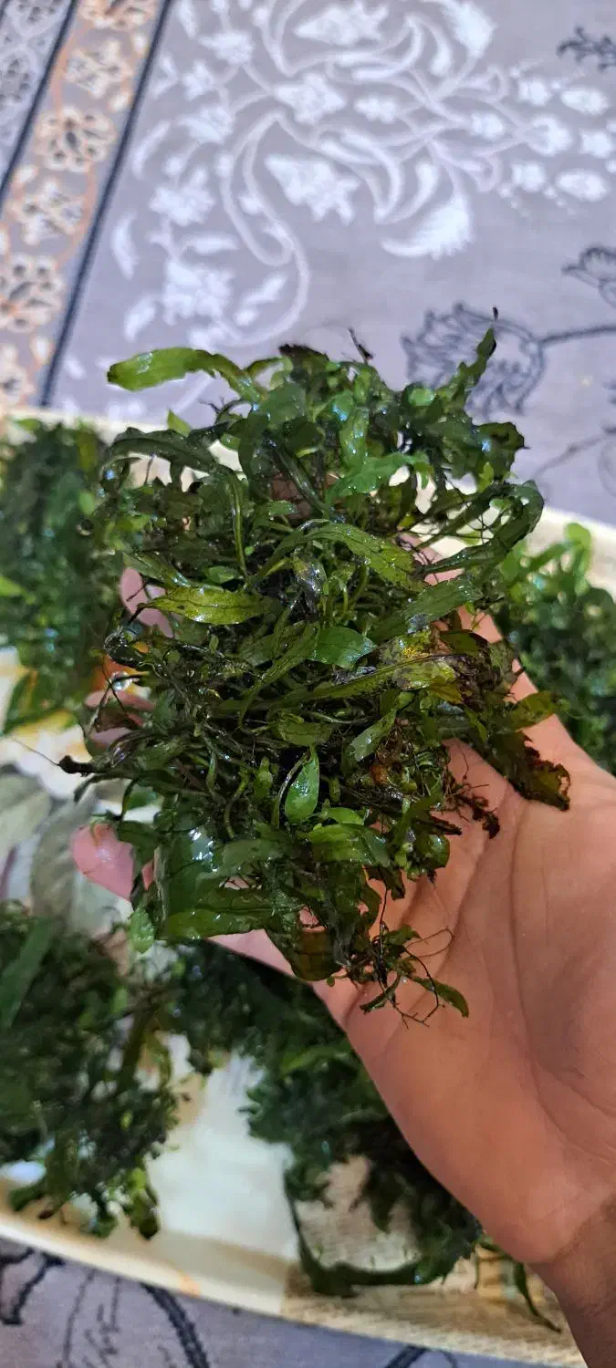 گیاه ابزی .پلنت.تراریوم|گل و گیاه طبیعی|مشهد, کوی المهدی|دیوار