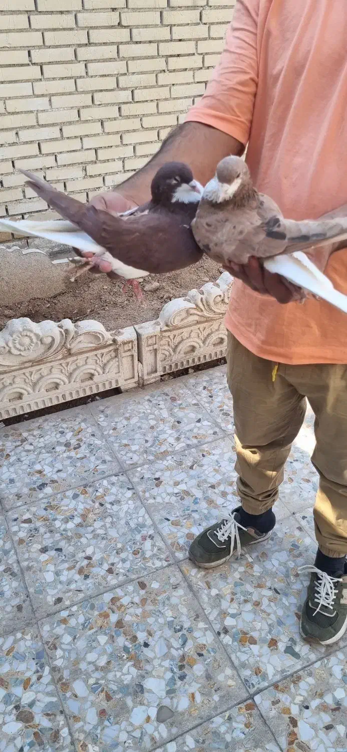 کبوتر|پرنده|اندیمشک, |دیوار