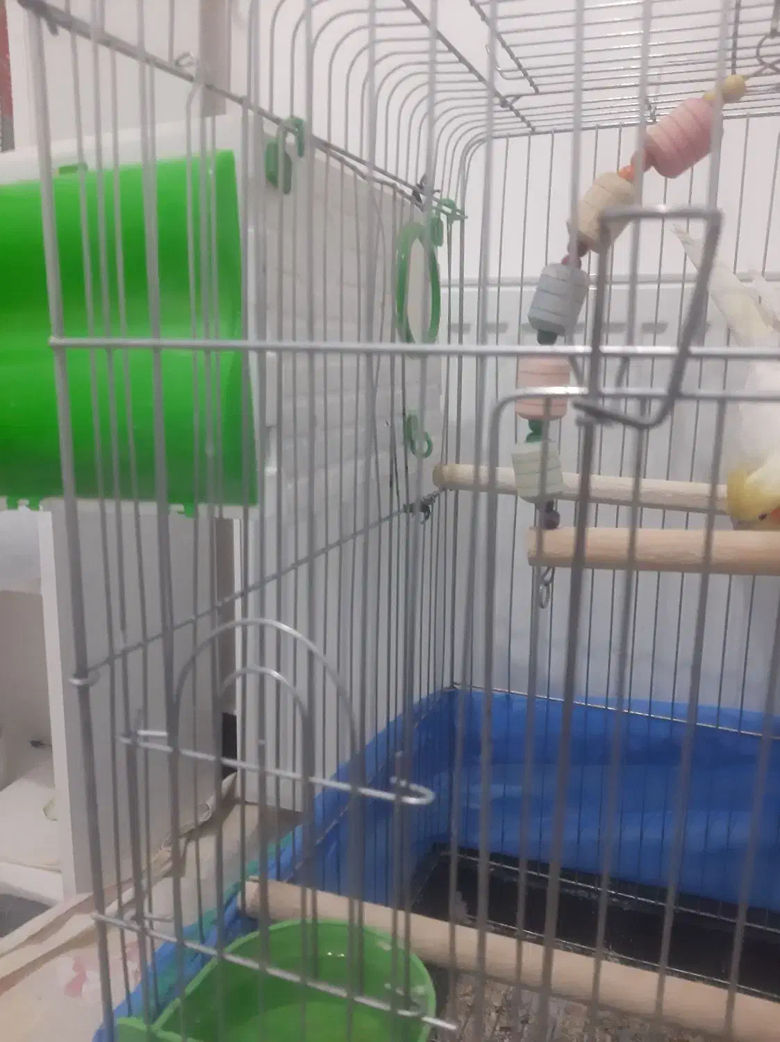 دو عروس هلندی با وسایل کامل|پرنده|گلپایگان, |دیوار