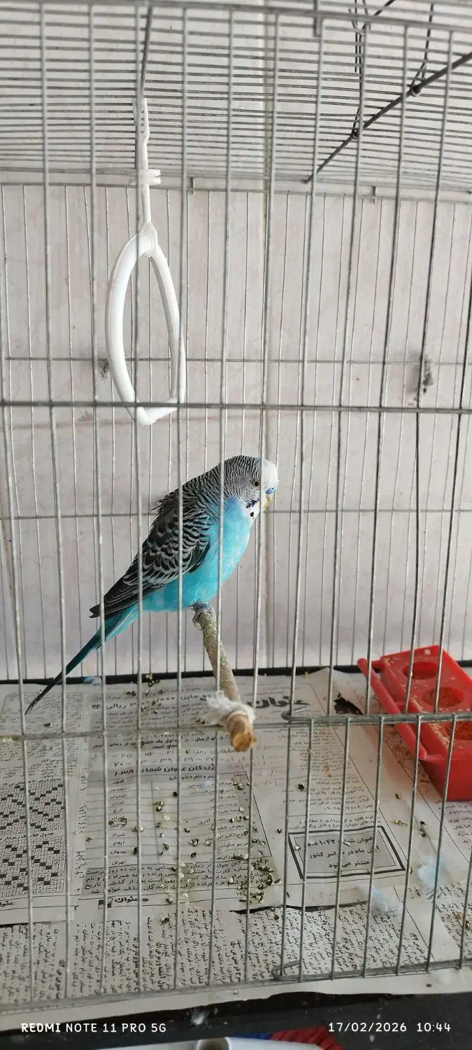 مرغ عشق نر|پرنده|سیرجان, |دیوار