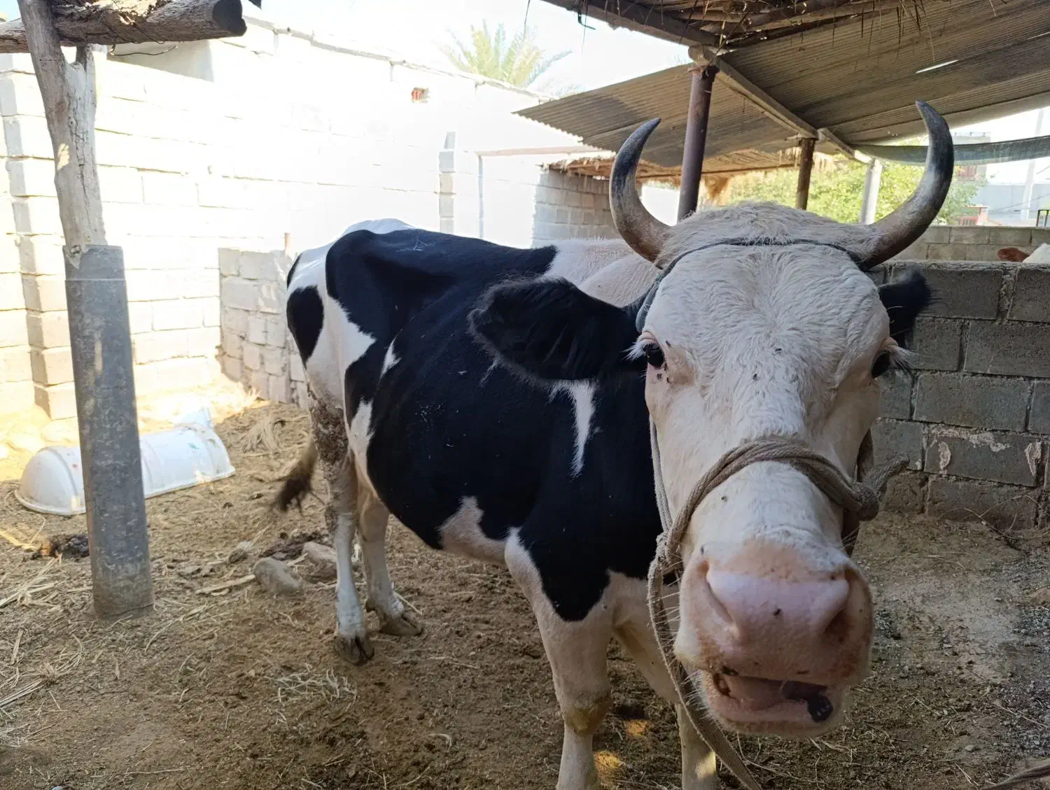 گاو و گوساله سمینتال|حیوانات مزرعه|بیکاه, |دیوار