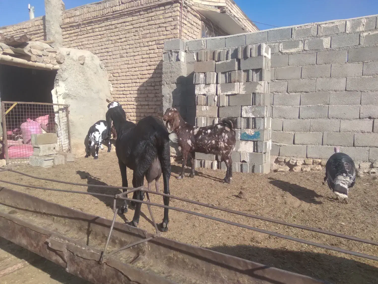 بز آبستن پلنگی|حیوانات مزرعه|رضویه, |دیوار