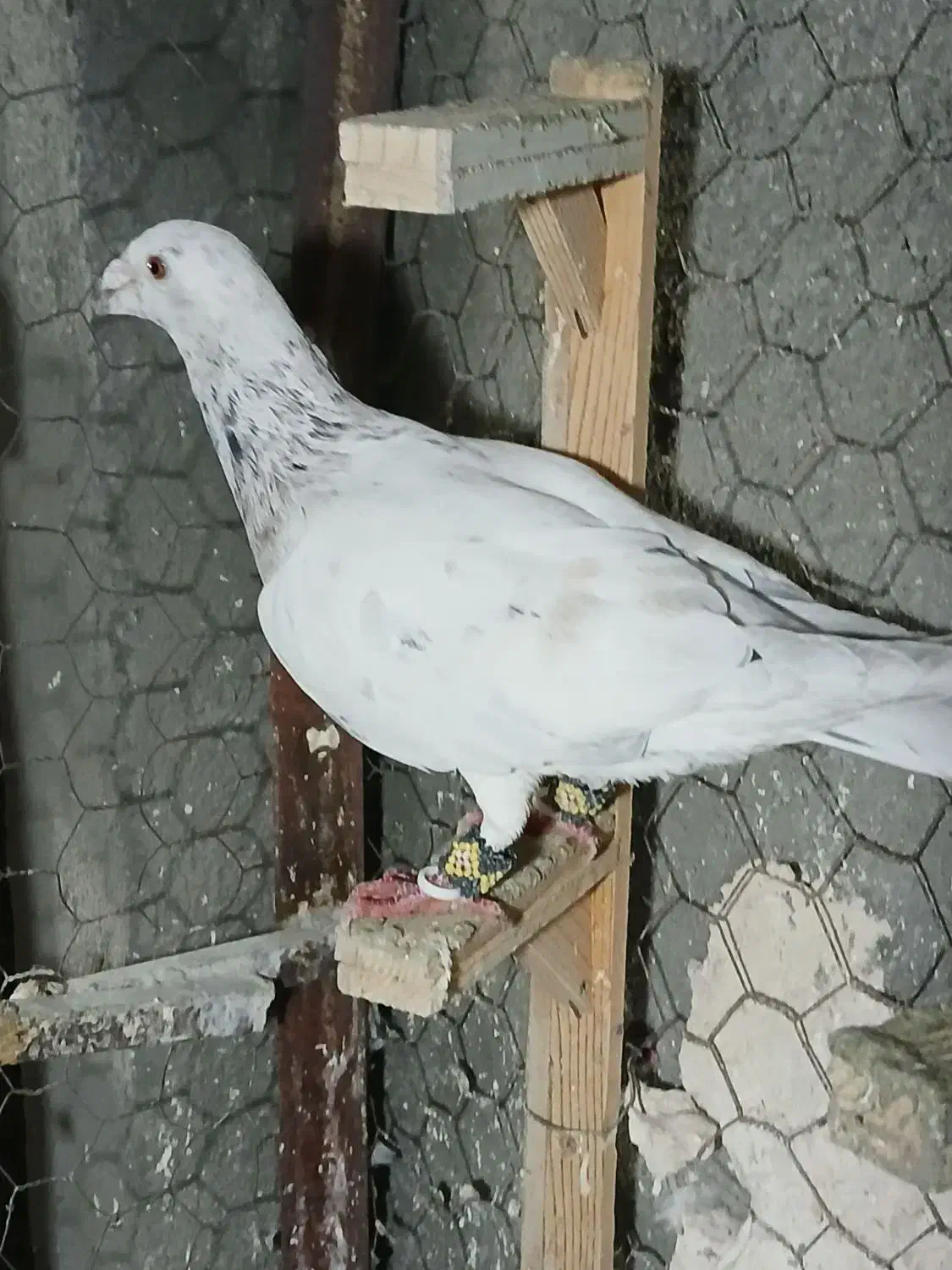 انگشتر  کفتر|کلکسیون و سرگرمی|مشهد, ایثار|دیوار