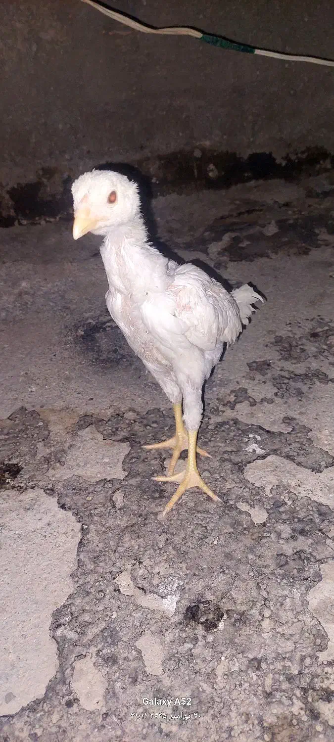 جوجه لاری|حیوانات مزرعه|خاوران, |دیوار