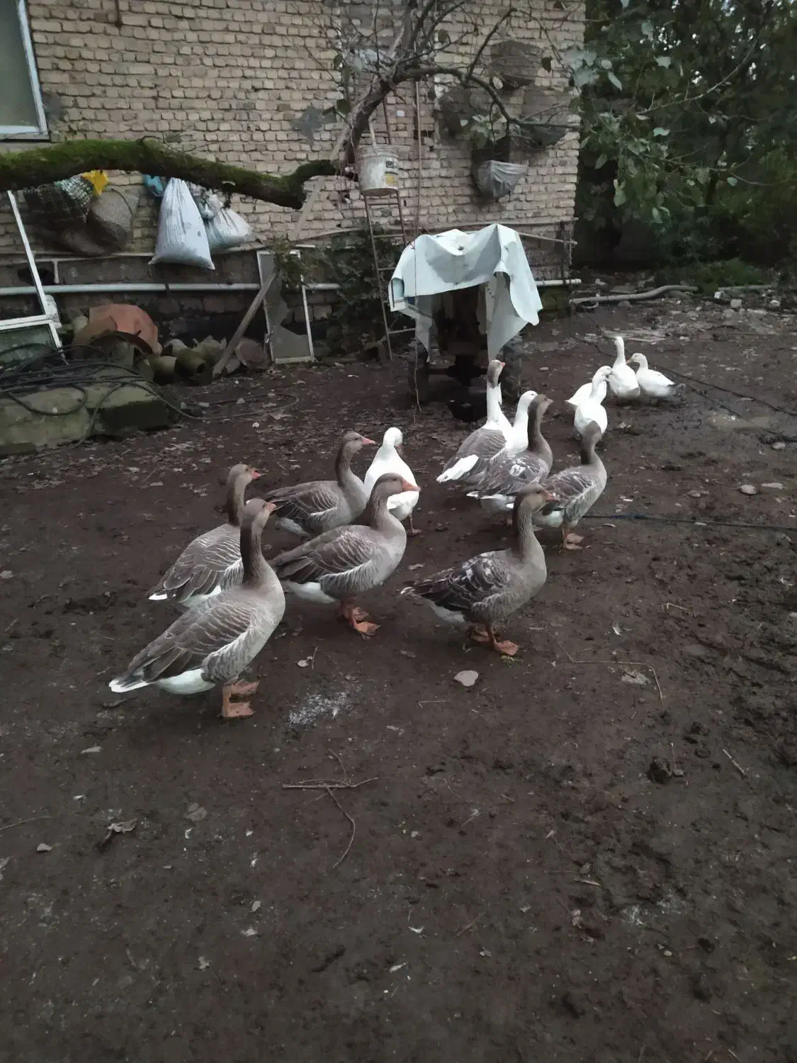 غاز محلی|حیوانات مزرعه|لاهیجان, پردسر|دیوار