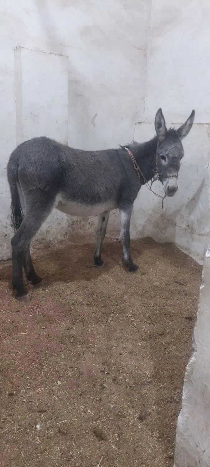 الاغ ماده|حیوانات مزرعه|آران و بیدگل, |دیوار