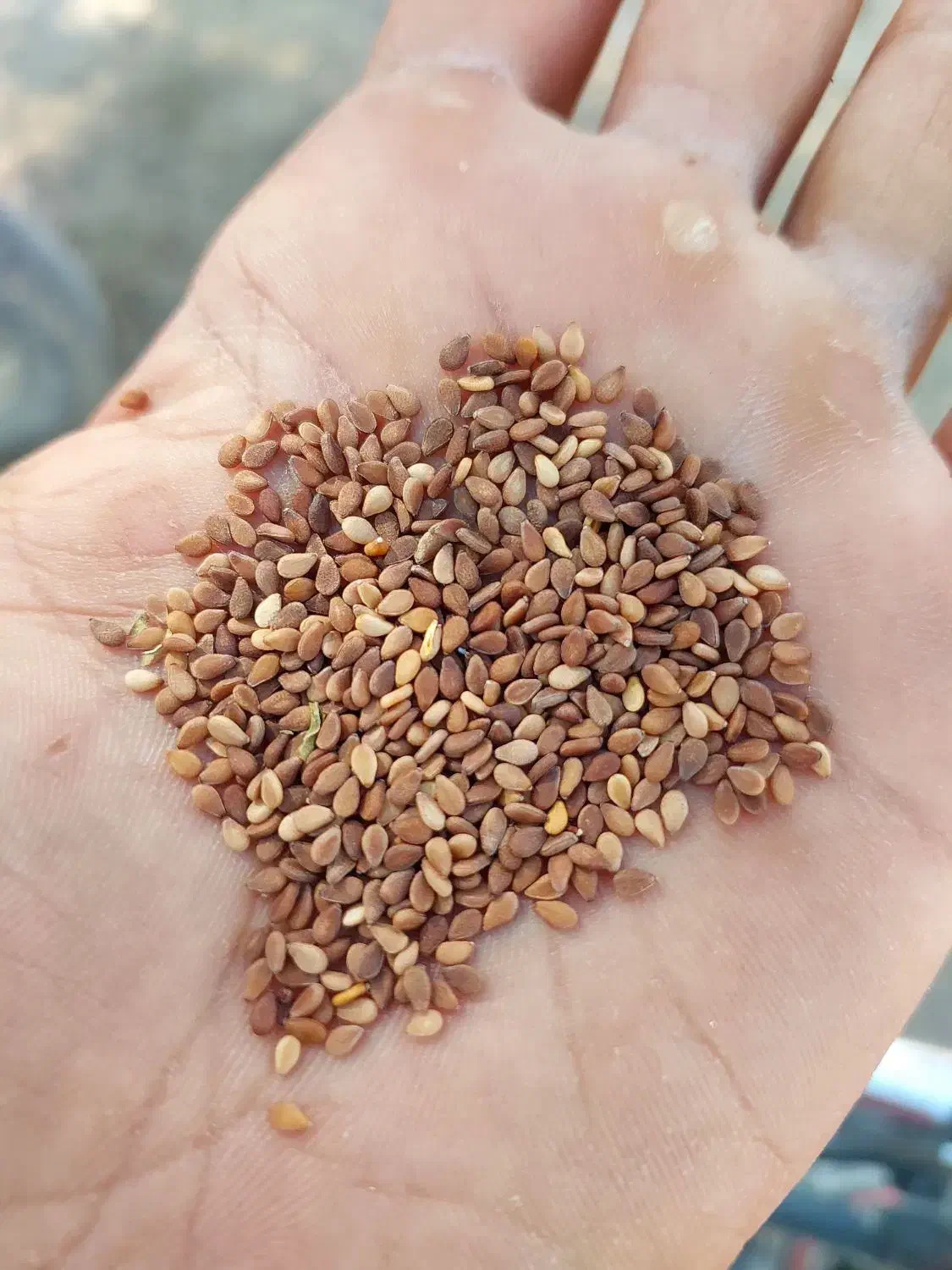 کنجد|عمدهفروشی|برازجان, |دیوار