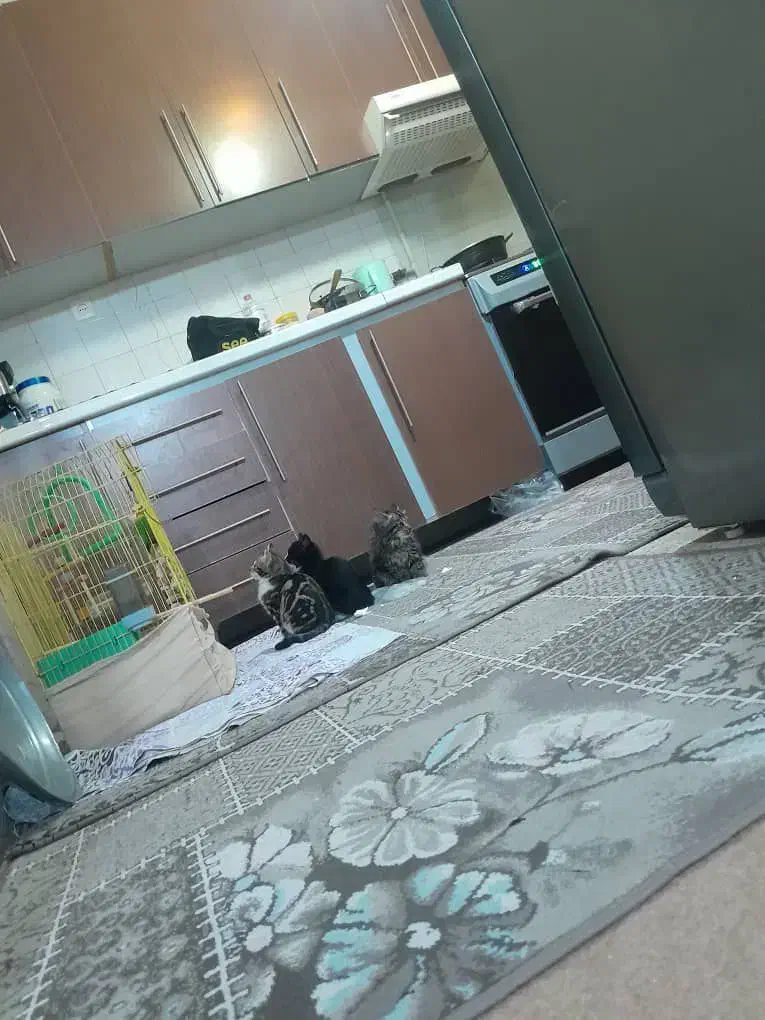 گربه|گربه|سبلان, |دیوار