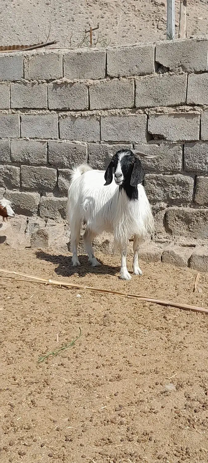 کهره نربره بززاییده شیری معاوضه پژومزدادرارزوئیه|حیوانات مزرعه|ارزوئیه, |دیوار