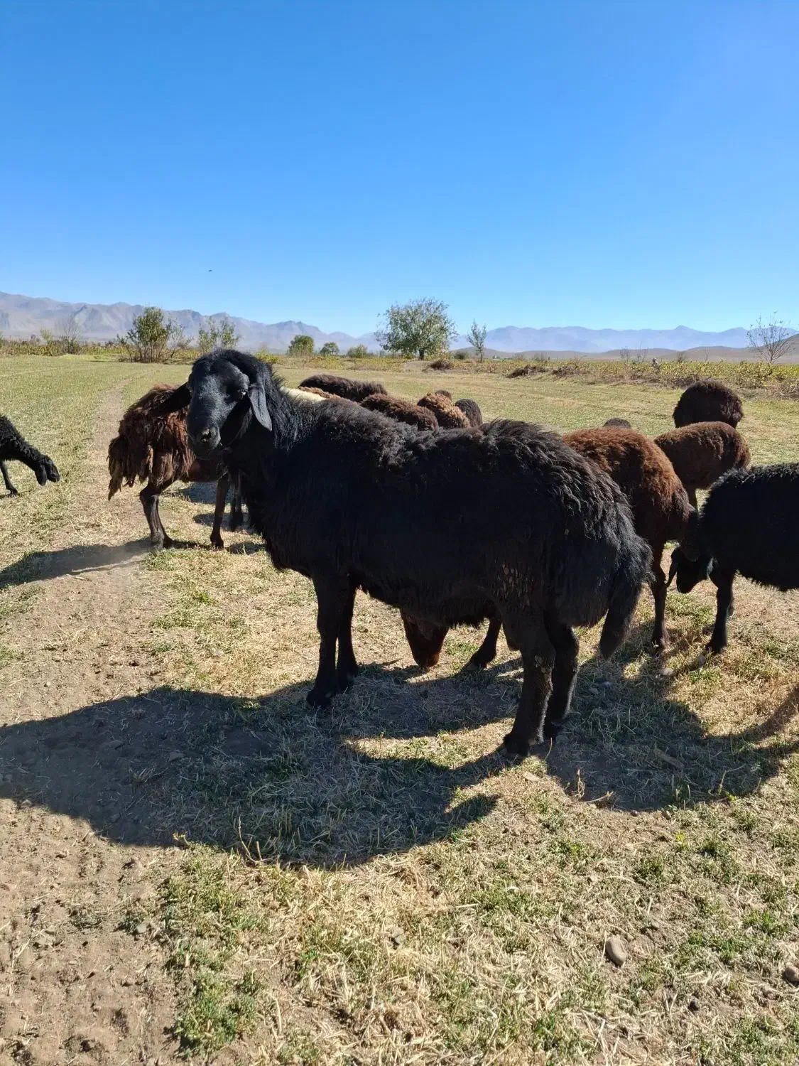 قوچ|حیوانات مزرعه|قره چای, |دیوار