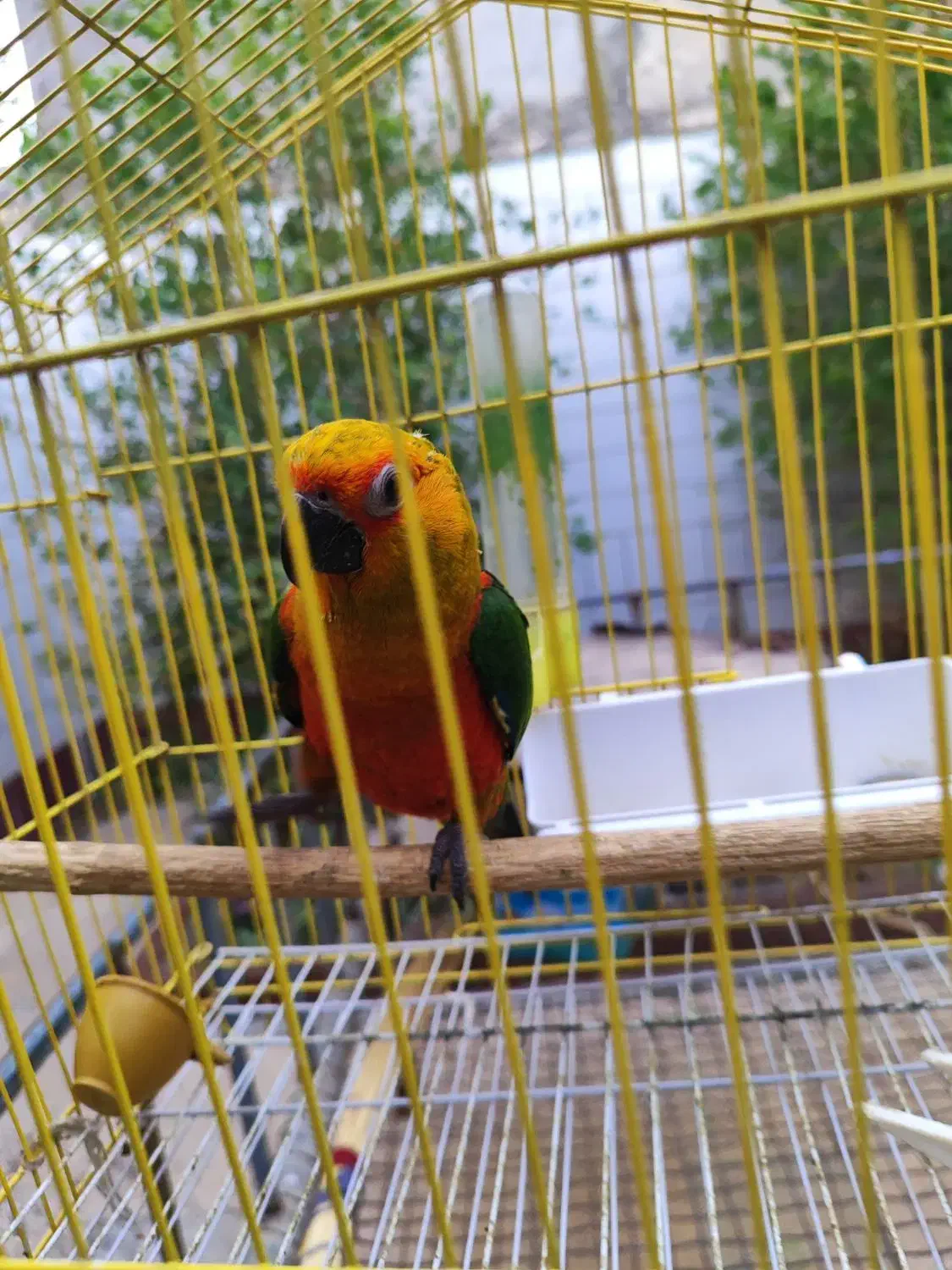 طوطی|پرنده|بهبهان, |دیوار