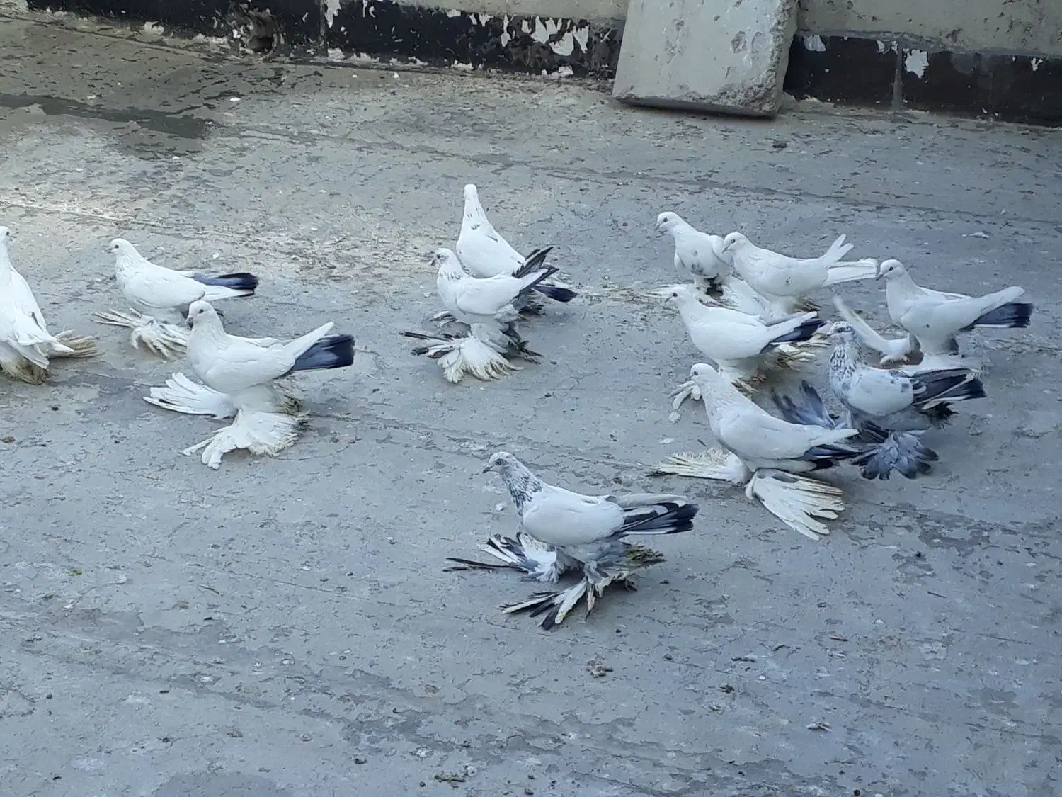 کبوتر پا پر|پرنده|آذرشهر, |دیوار