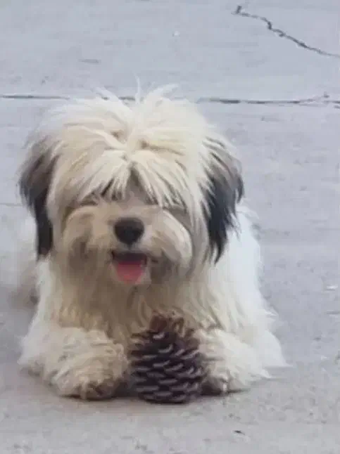 فروش شیتزو نر یکساله|سگ|لنگرود, |دیوار