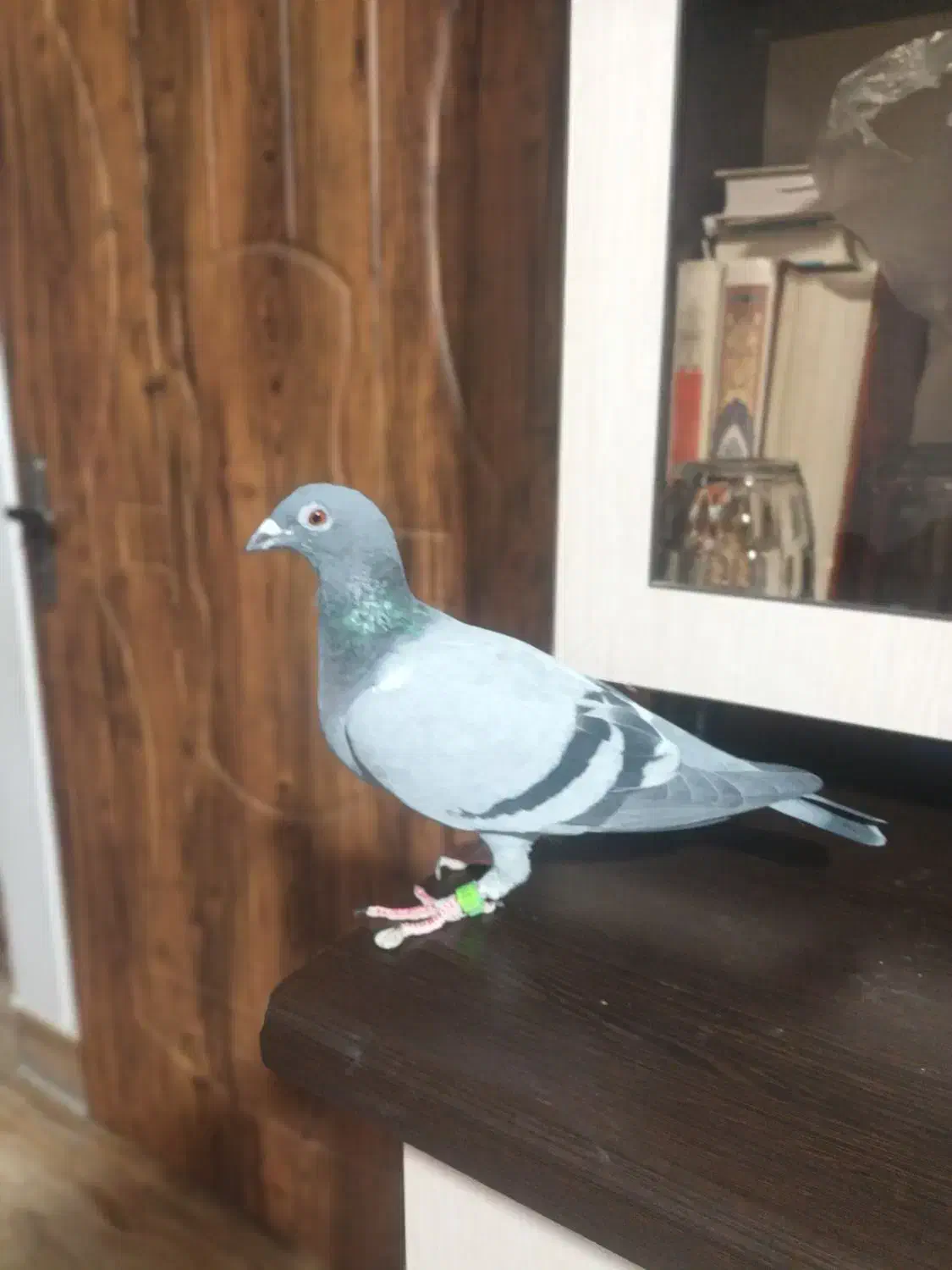 کفتر مسافتی ماده|پرنده|نسیم‌شهر, |دیوار