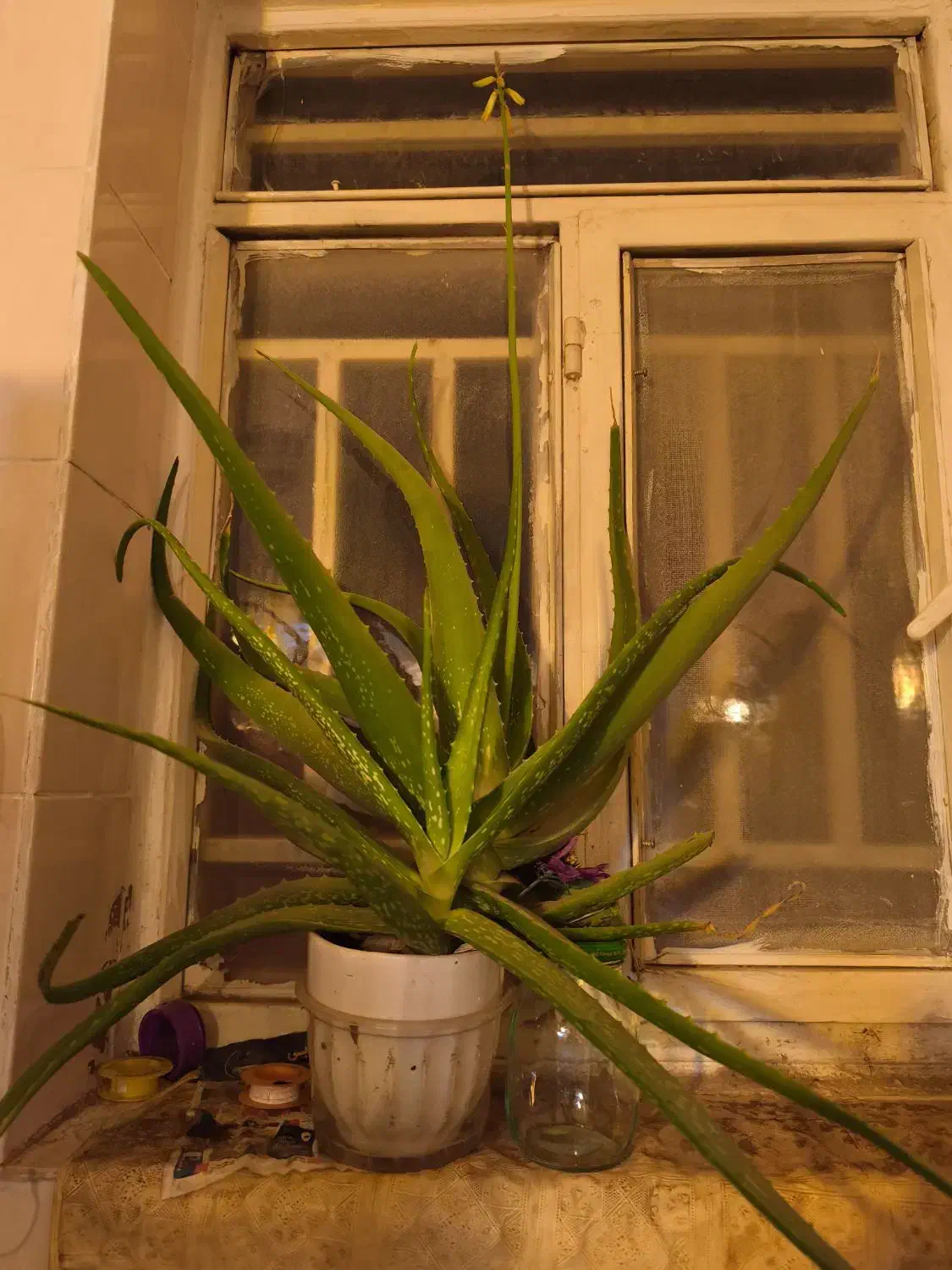 گل آلوورا بزرگ|گل و گیاه طبیعی|سیرجان, |دیوار