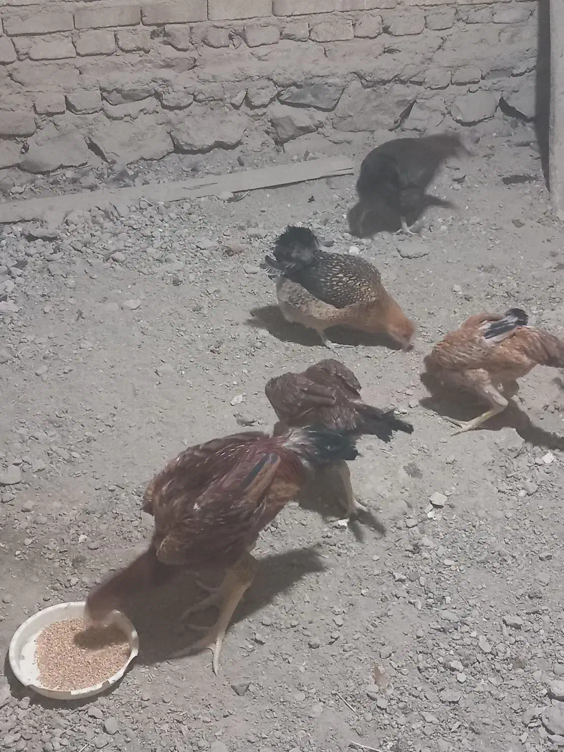 فروش مرغ و خروس لاری|حیوانات مزرعه|شاهنجرین, |دیوار