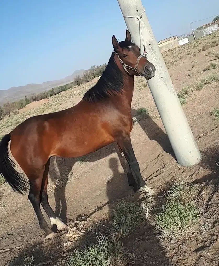 اسب..مادیان..اسبکرد|اسب و تجهیزات اسب‌سواری|اردستان, |دیوار