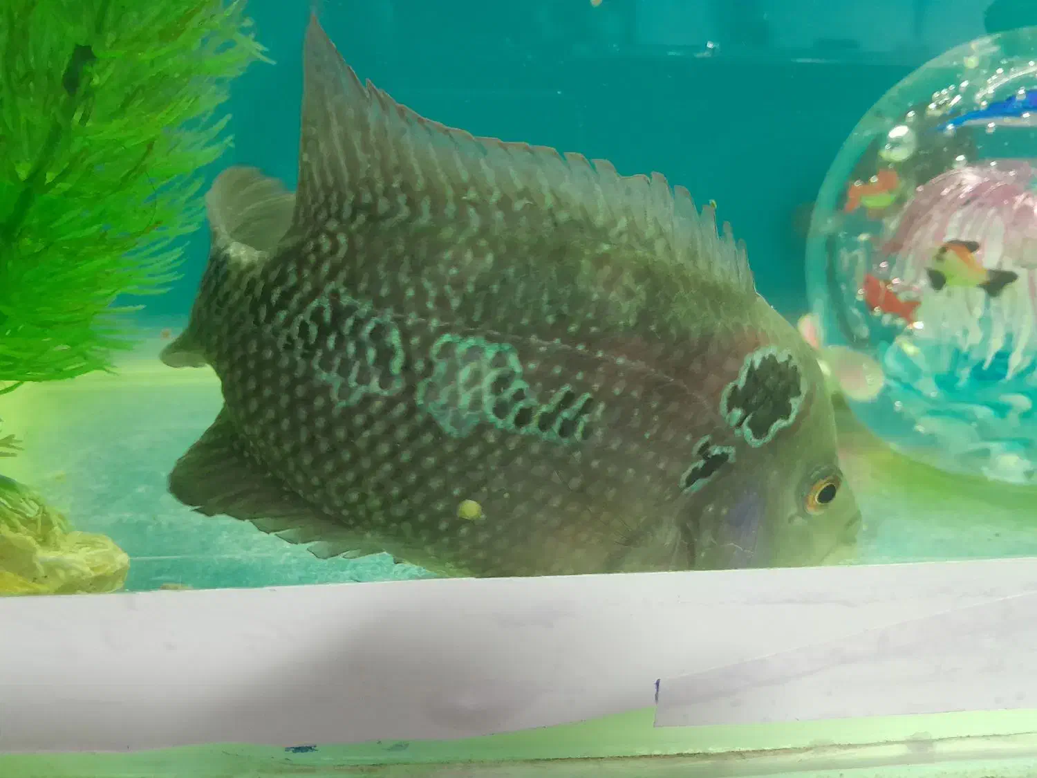 ماهی فلاور|ماهی|ارومیه, |دیوار