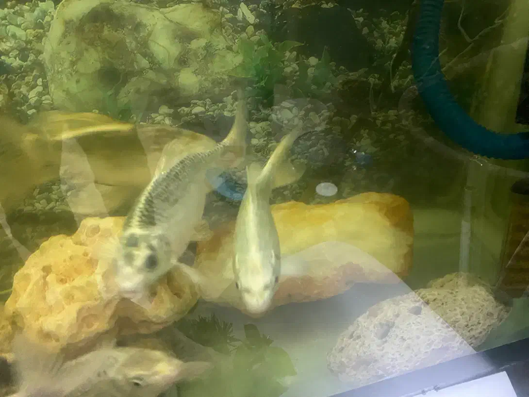 ماهی کوی نقره ای زیبا و سالم و سرحال به شرط|ماهی|تهران, دروازه شمیران|دیوار