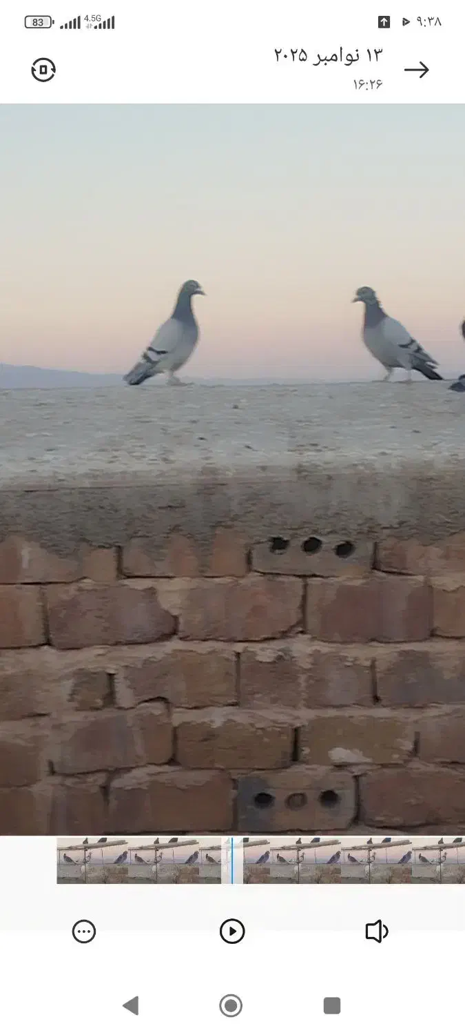 کبوتر بوم|پرنده|زاوه, |دیوار