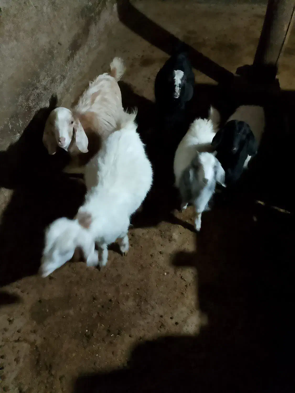 فروش بزغاله دو تا نر و سه تا ماده|حیوانات مزرعه|بجنورد, |دیوار