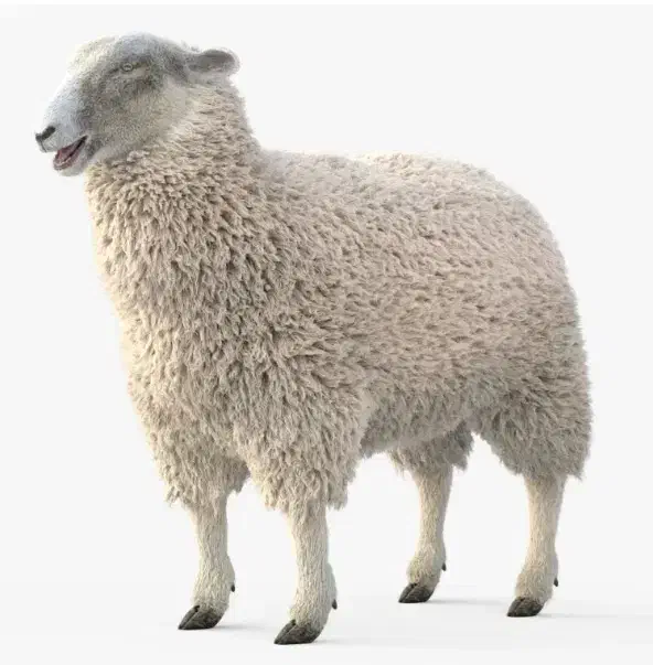 میش ابستن سرحال به فروش میرسد|حیوانات مزرعه|رامهرمز, |دیوار