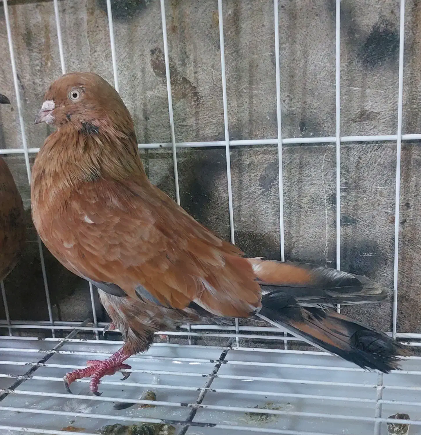 کبوتر کله ای|پرنده|بندر گناوه, |دیوار