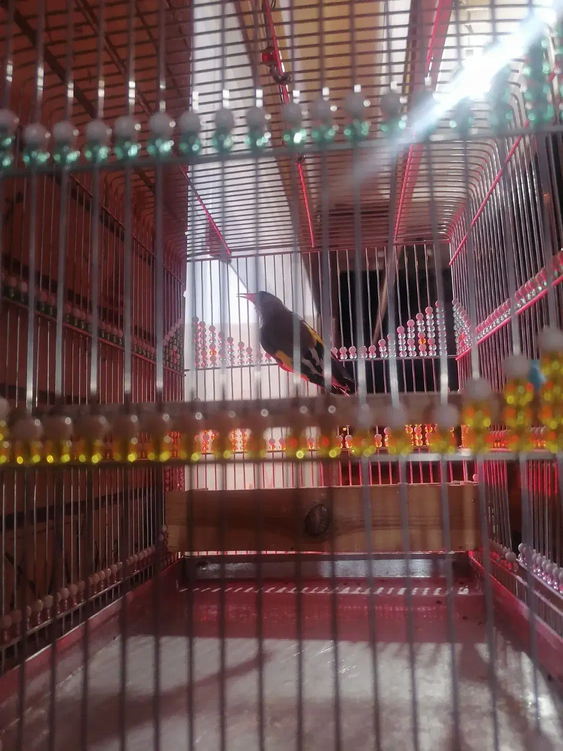 سهره بلند زیبا دم چتری نشون دار|پرنده|کرمان, |دیوار