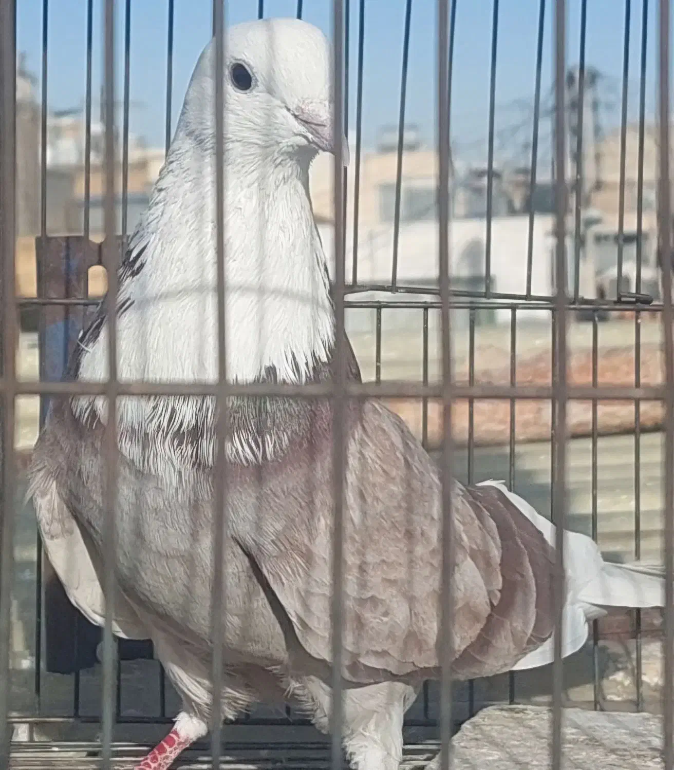 نر شکار|پرنده|اصفهان, پوریای ولی|دیوار