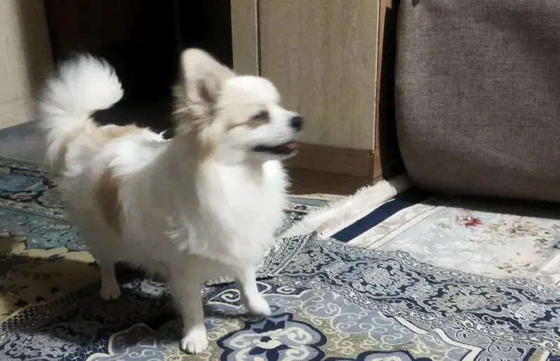 سگ پامر|سگ|یاسوج, |دیوار