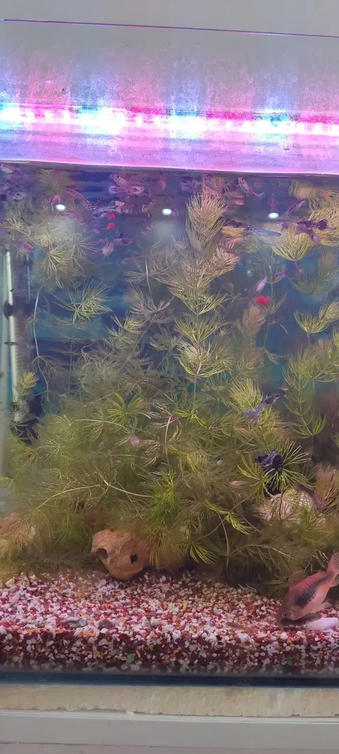 گیاه شویدی طبیعی|ماهی|بندر ماهشهر, |دیوار