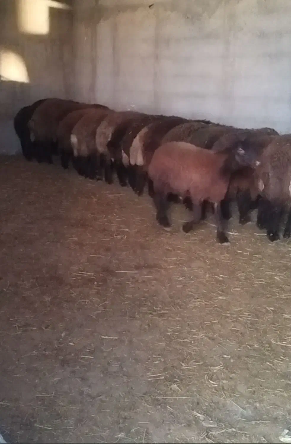 بره‌های سالم و پرواری  قیمت ویژه نر و ماده|حیوانات مزرعه|اردبیل, |دیوار