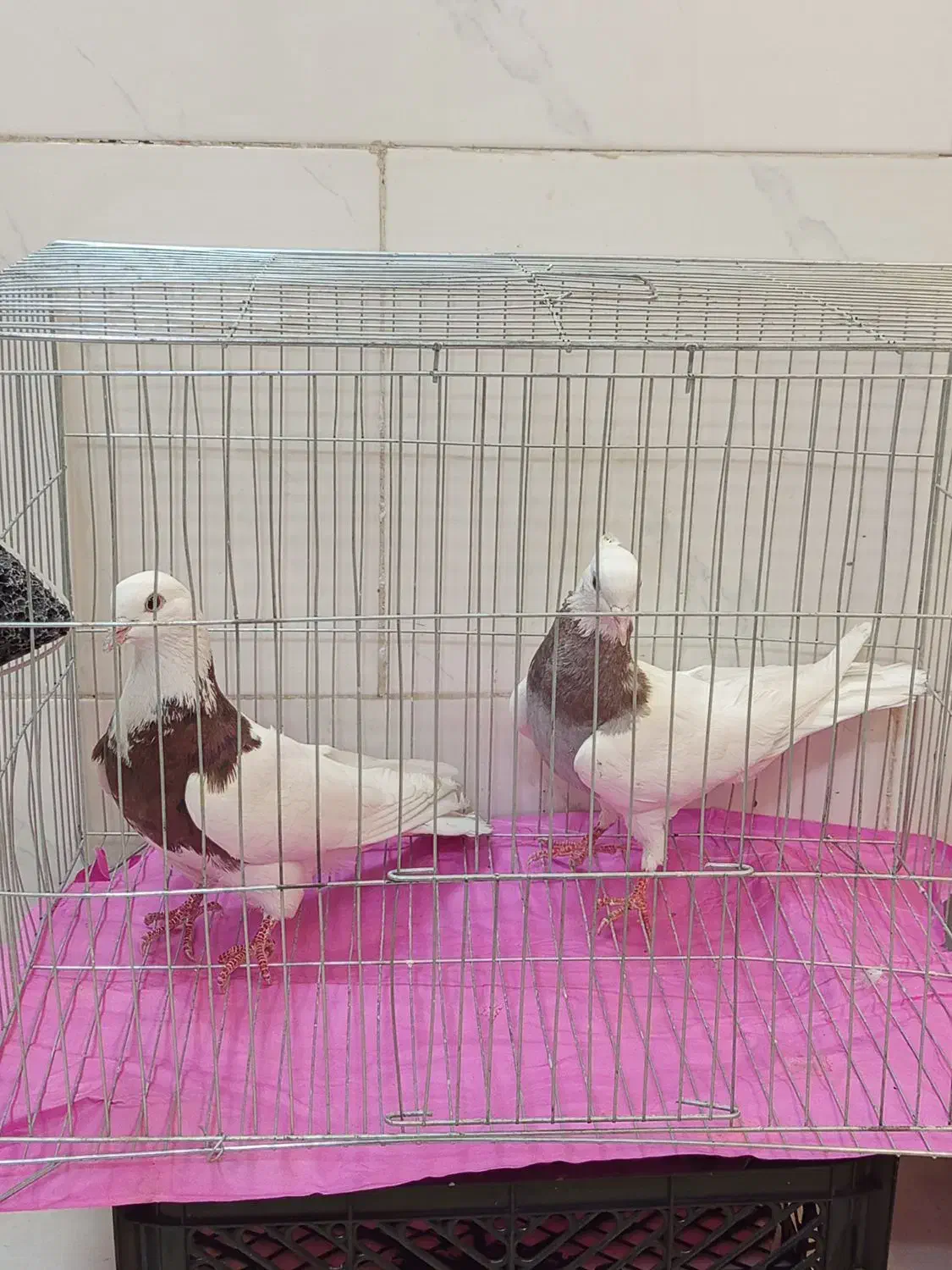 کبوترآس درجه یک|پرنده|فردیس, شهرک شهید حسینی|دیوار