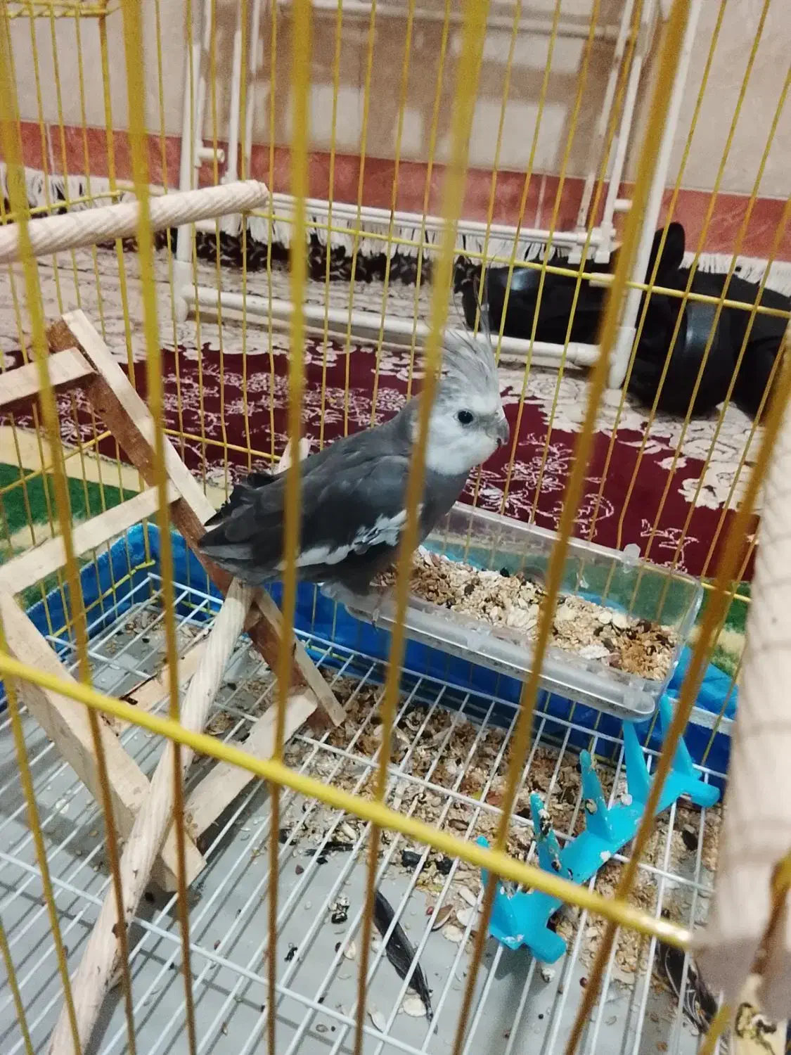 جوجه عروس هلندی|پرنده|قم, زاویه|دیوار