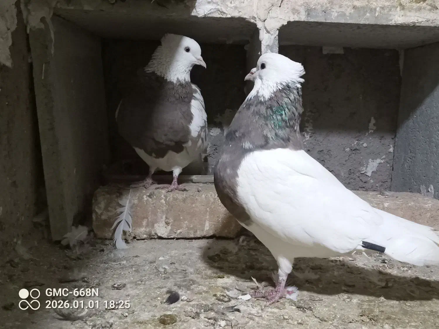 طوقی نر ماده دورشت|پرنده|قرچک, باقرآباد|دیوار