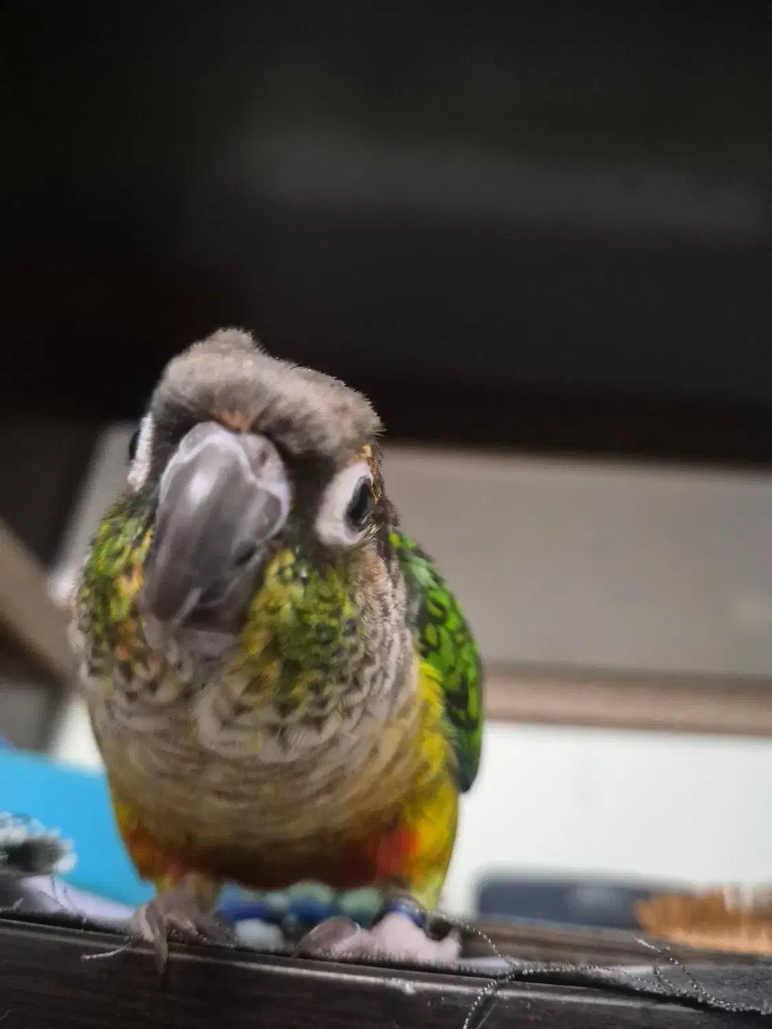 گرینچیک|پرنده|شیراز, بعثت|دیوار