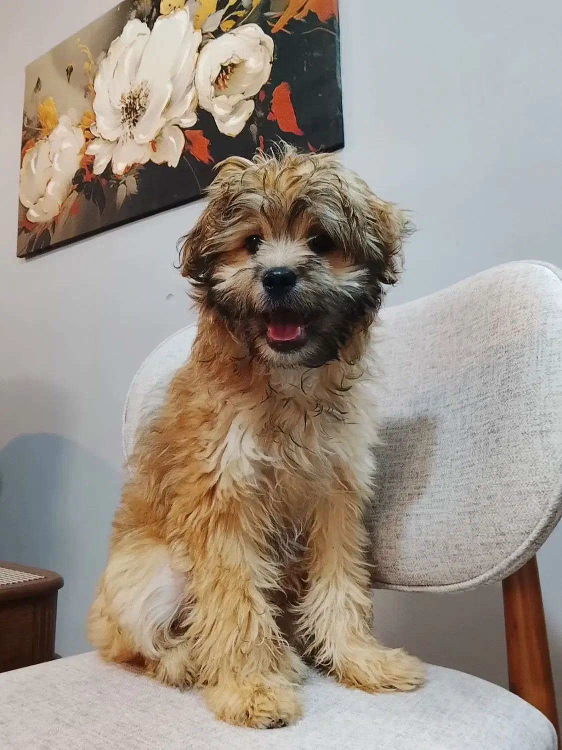 سگ پودل تریر|سگ|مشهد, شهرک لشکر (شهرک غرب)|دیوار