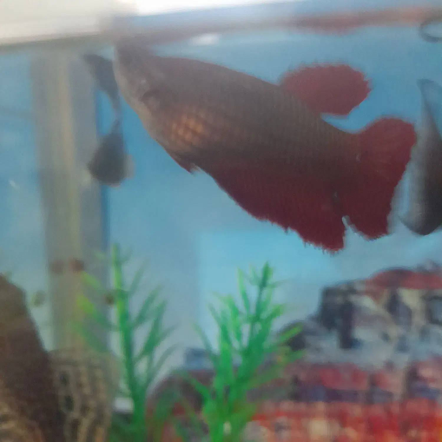 ماهی فایتر|ماهی|کنگاور, |دیوار