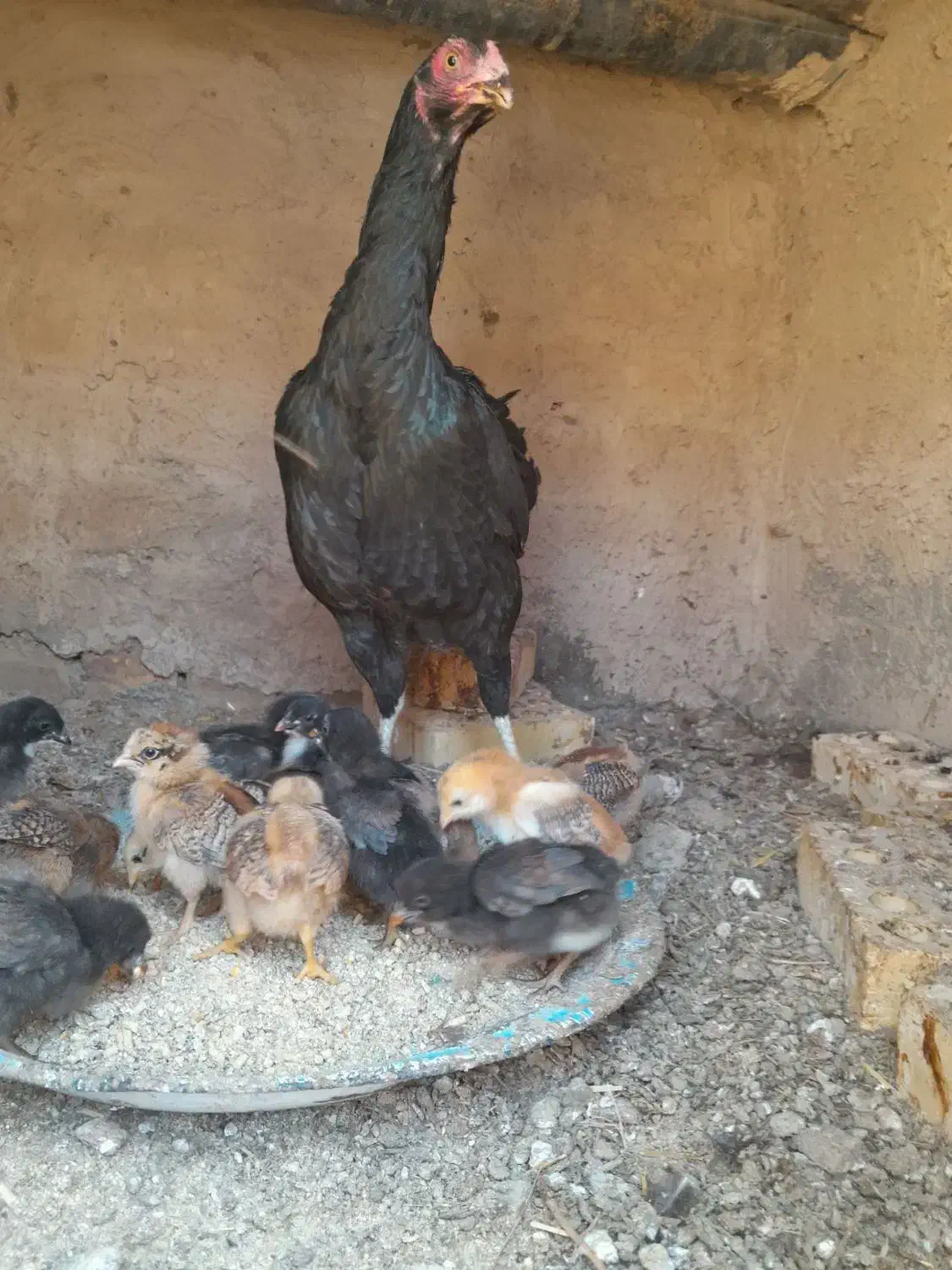 فروش مرغ لاری ودورگ همه کرکی|حیوانات مزرعه|تربت جام, جامرود|دیوار