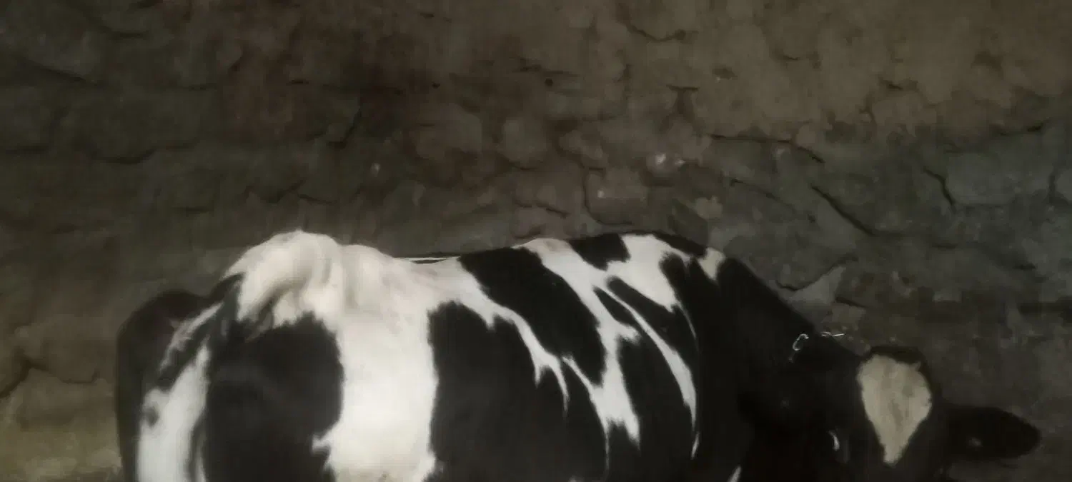 گاو فول گوشت|حیوانات مزرعه|سارال, |دیوار