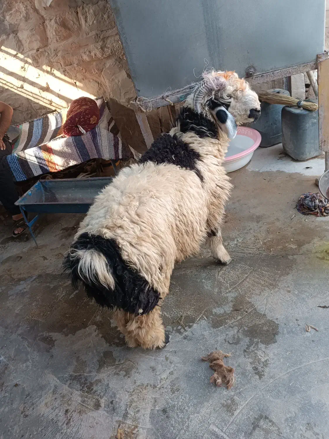 بره نر|حیوانات مزرعه|مسجد سلیمان, |دیوار