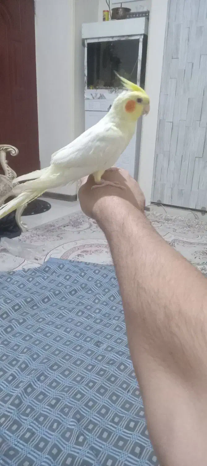 عروس هلندی لوتینو ماده|پرنده|کهریزک, |دیوار