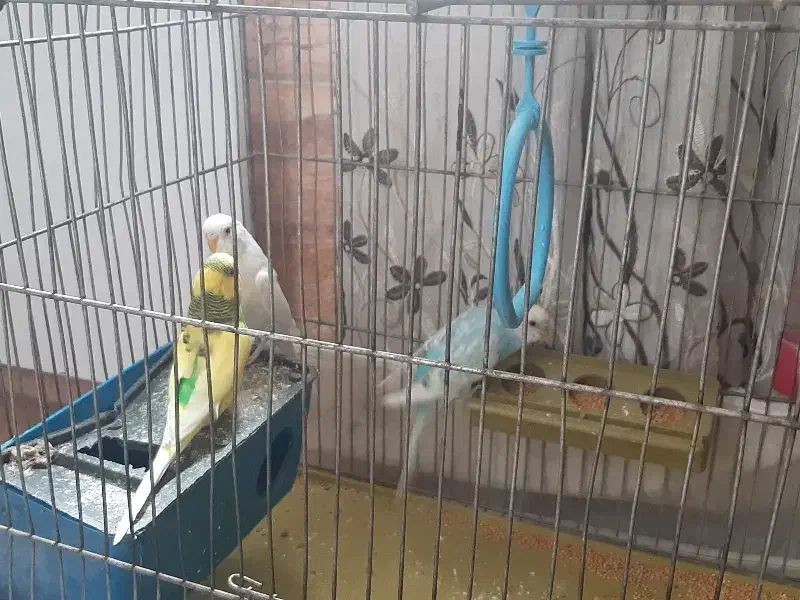 مرغ عشق|پرنده|شیراز, شهرک مهدیآباد|دیوار