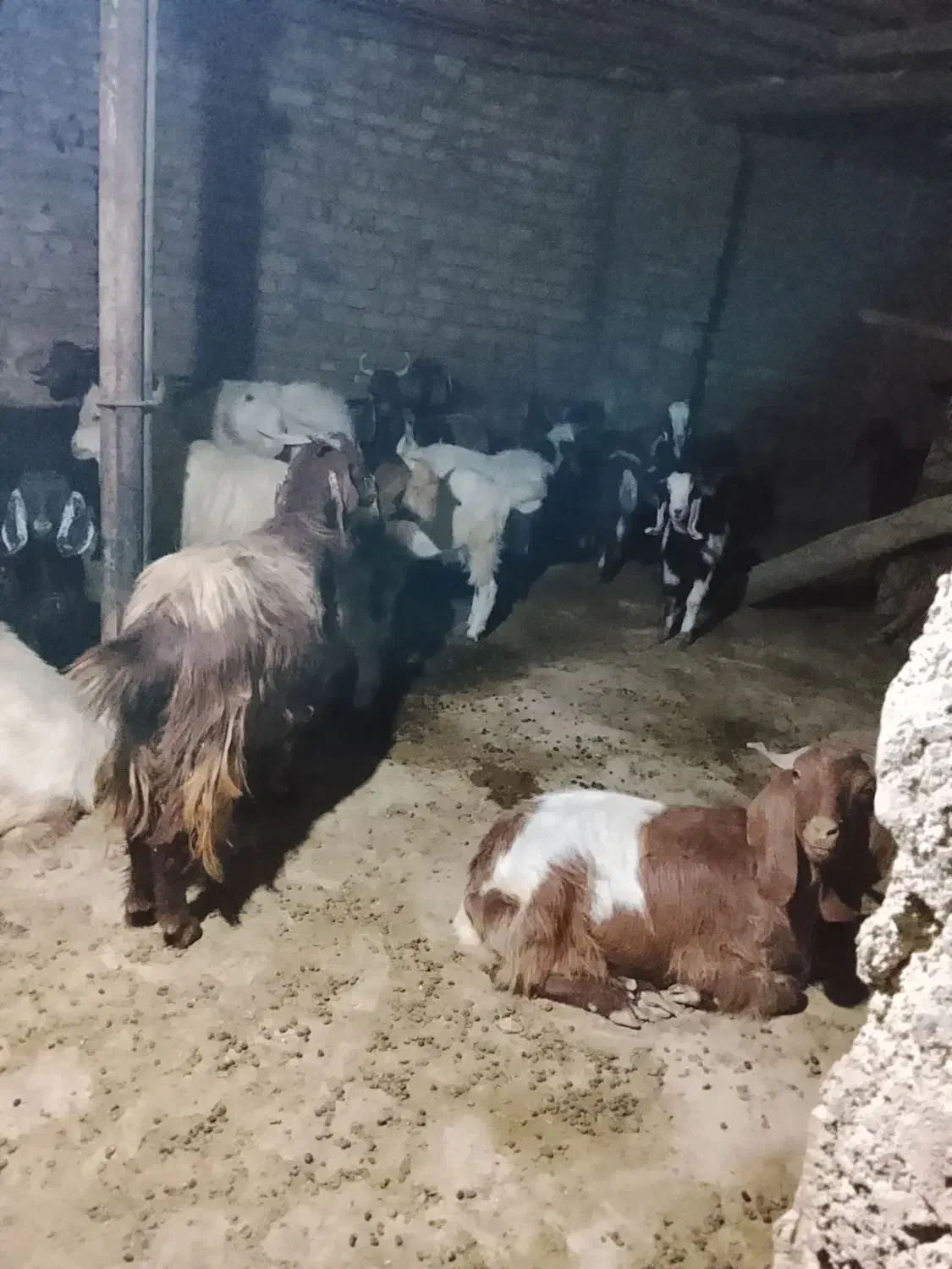 بز و بزغاله. مناسب . داشتی و نژاد دار .|حیوانات مزرعه|کوهدشت, |دیوار